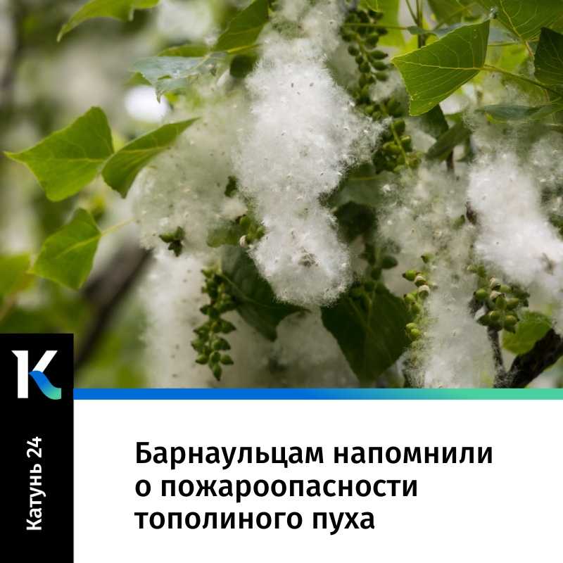 Где ты иванушки год?