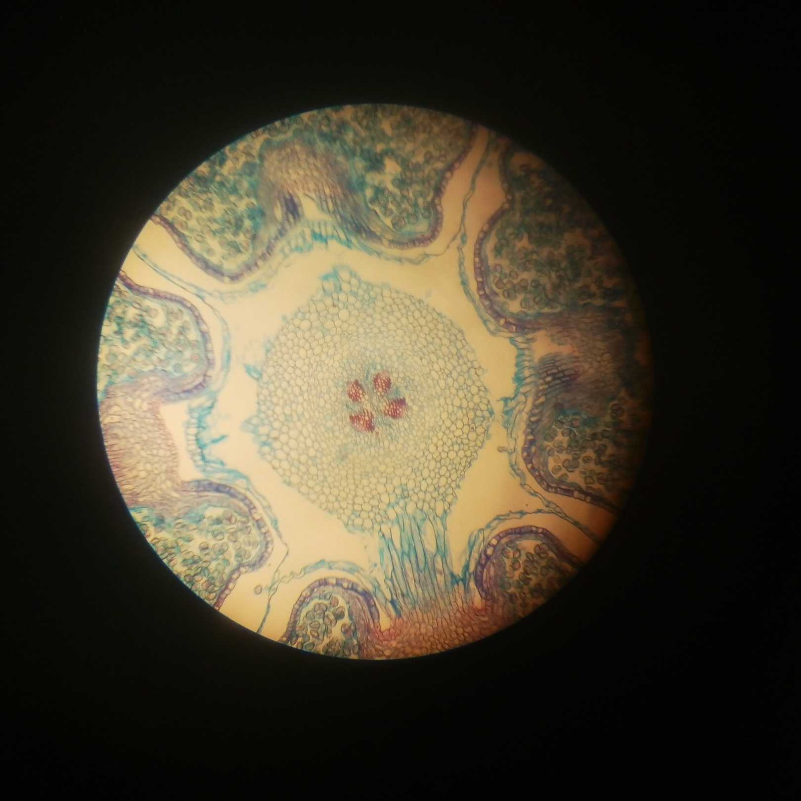 Как нарисовать микроскоп