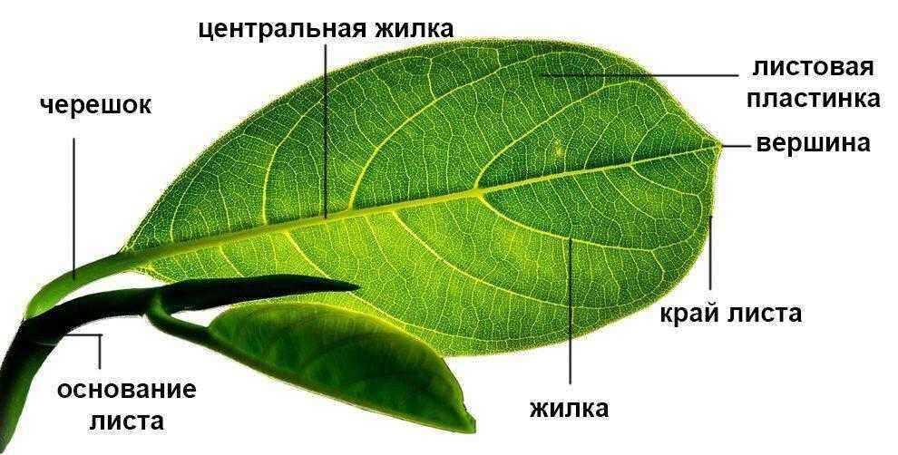 Какое листорасположение у подорожника: основные признаки и характеристики растения