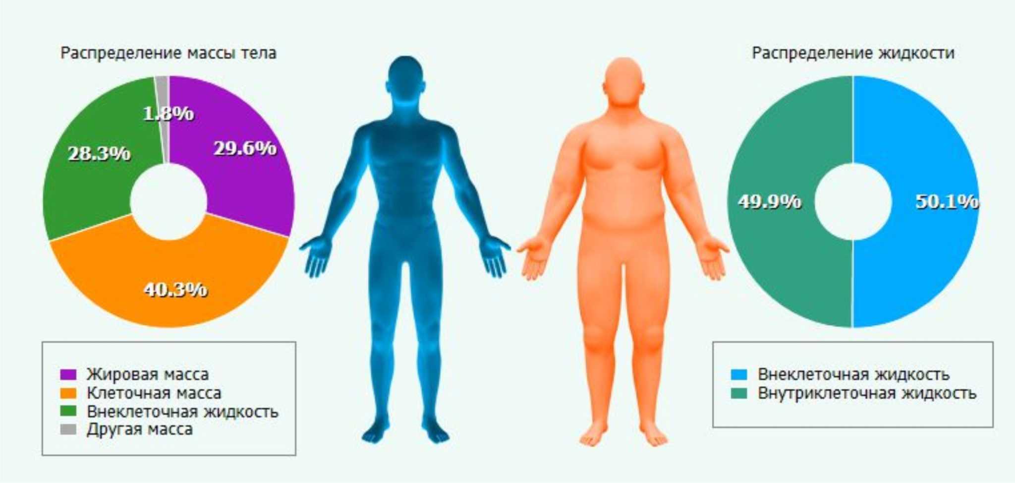 Что такое тощая мышечная масса