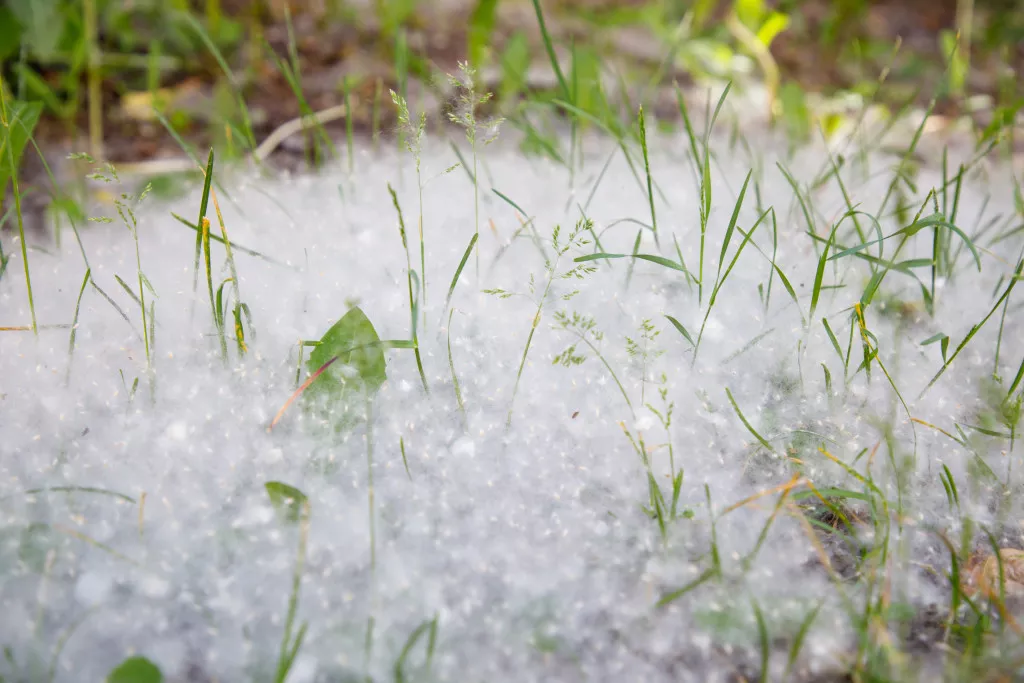 Иванушки international история группы и лучшие песни