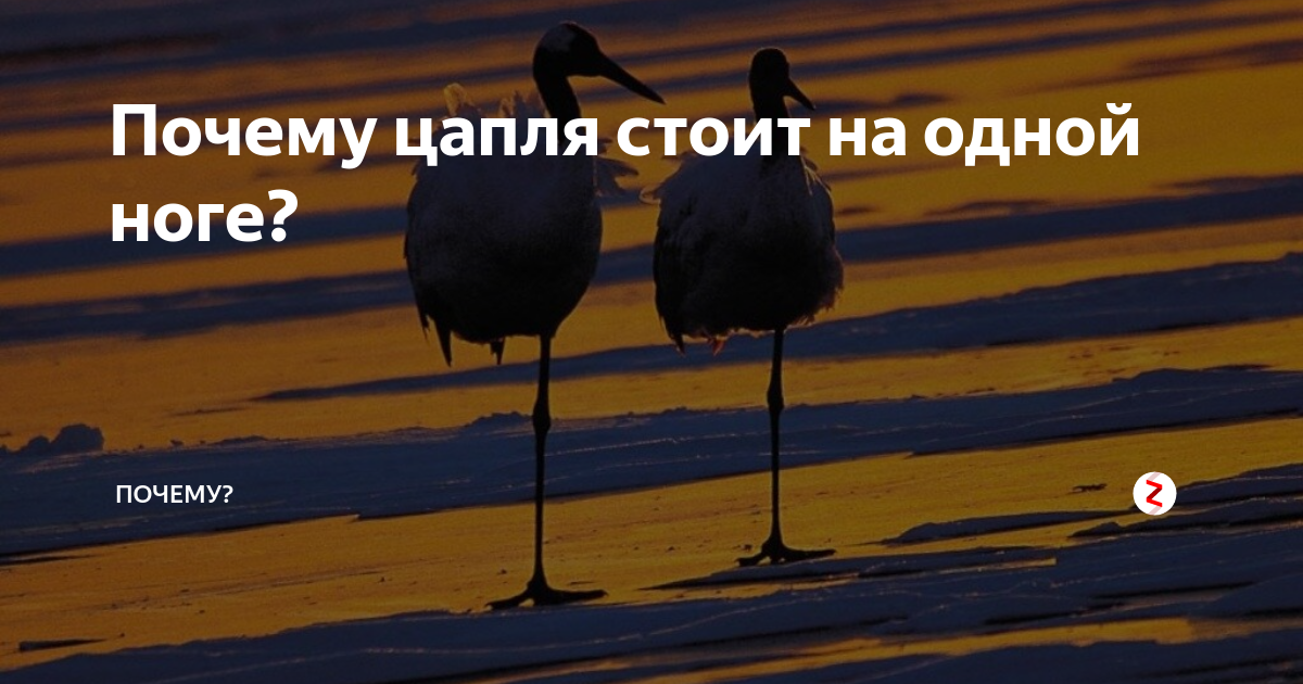 7 интересных фактов об аистах