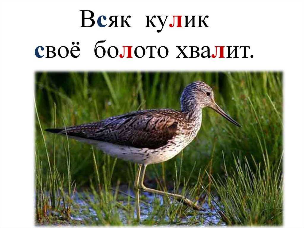 Значение пословицы "всякий кулик свое болото хвалит" и его смысл