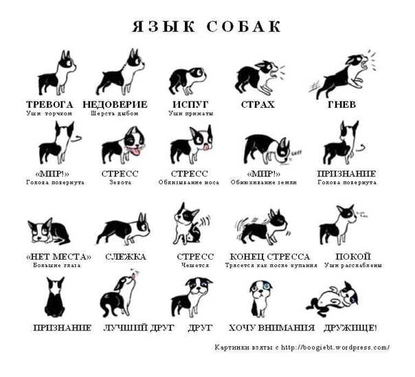 Что означает собачий взгляд