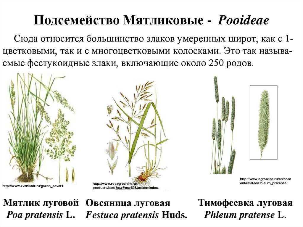 Семейство мятликовые общая характеристика - ogorodexp.ru