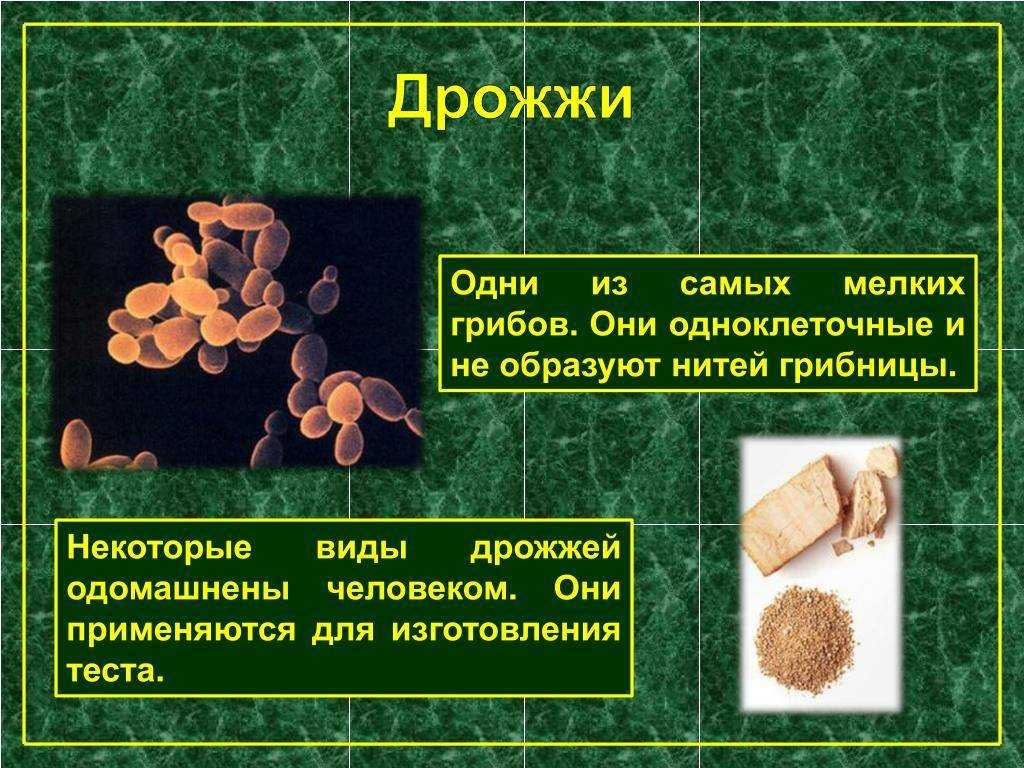 Что произойдёт, если положить в хлеб слишком много дрожжей