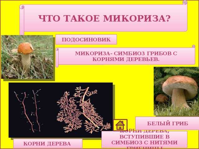 Какие грибы вступают в симбиоз с деревьями