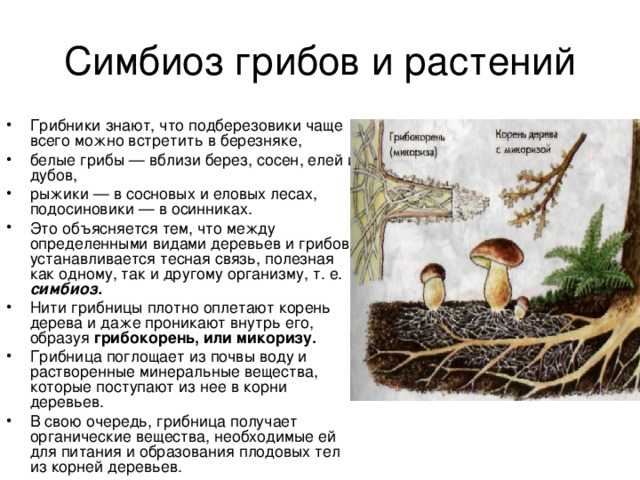 Грибы-симбионты | грибомания