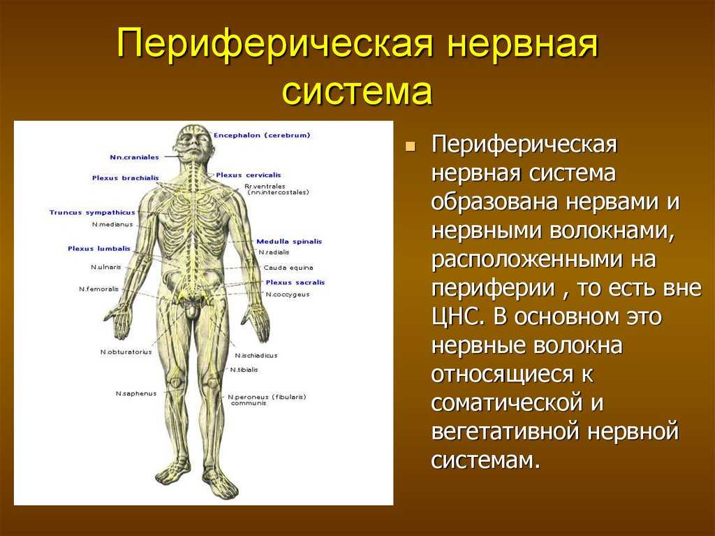 Что такое периферия в истории