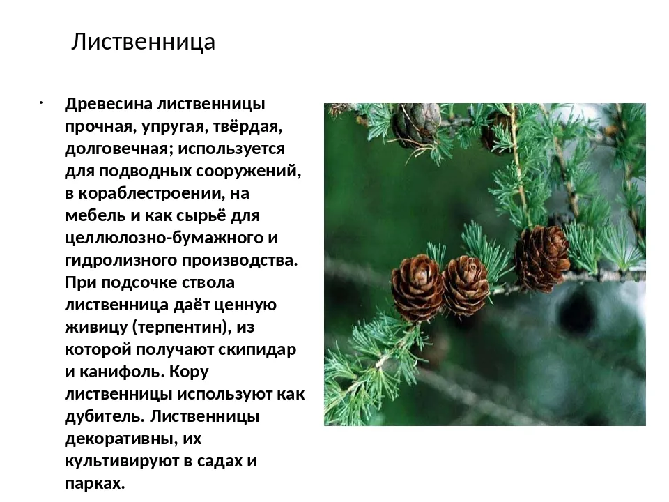 Как пятница влияет на судьбу человека рожденного в этот день