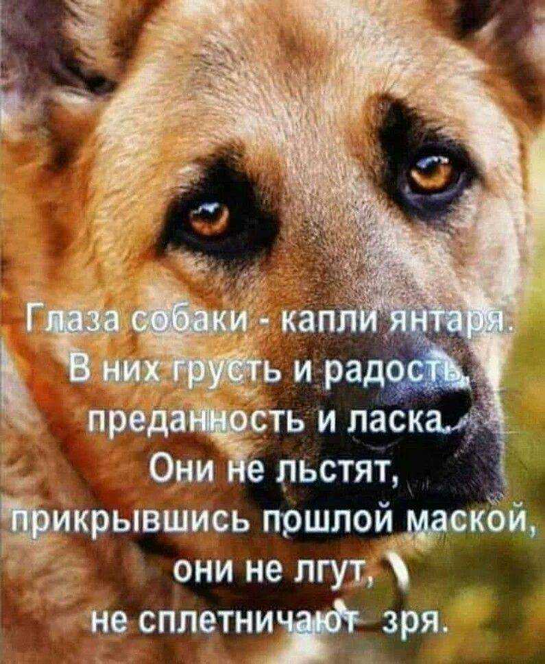 Родительское собрание «кошки и собаки — наши верные друзья». воспитателям детских садов, школьным учителям и педагогам - маам.ру