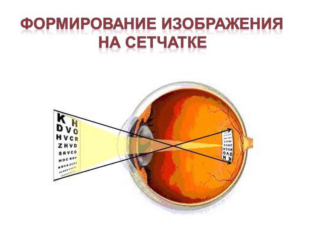 Почему мы видим мир не перевернутым - vazniyquest.ru