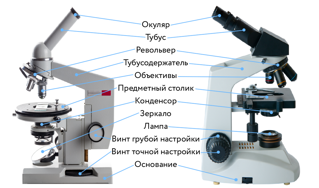 Как узнать, какое увеличение имеет цифровой микроскоп с объективом 60?