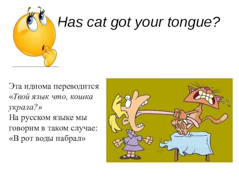 Значение фразы «кис зе вол» и его происхождение