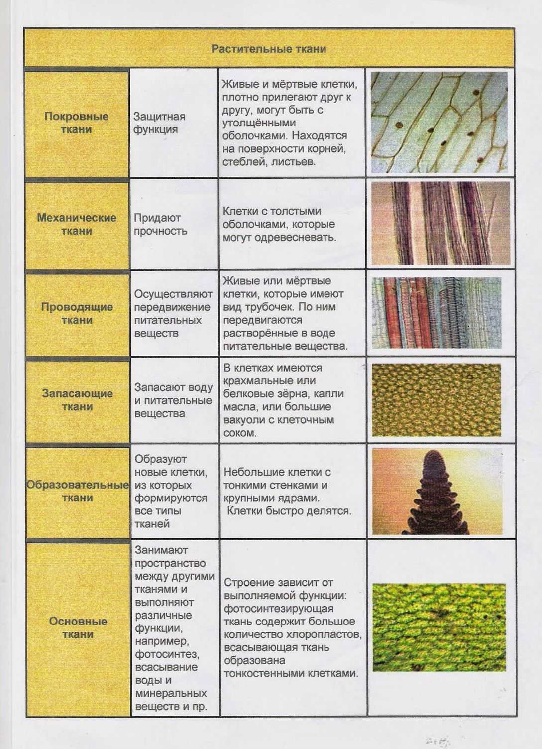 § 10. ткани