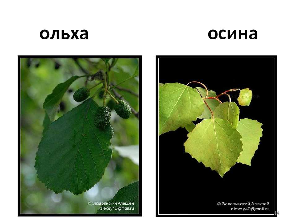 Как найти осину в лесу? - интернет-журнал "дом и быт"