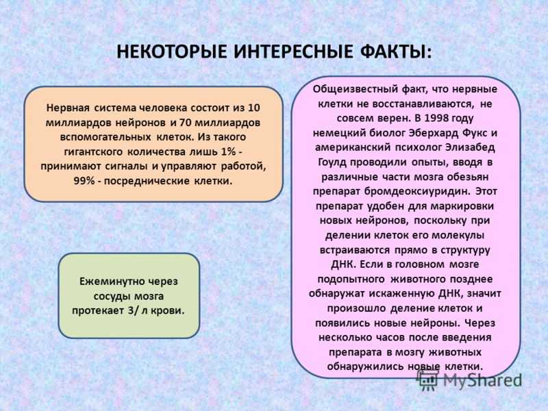 Из чего состоит нервная система » институт психологии управления