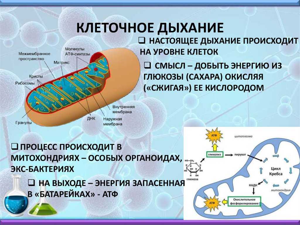 Энергетический обмен в клетке: его этапы, последовательность, значение в биологии