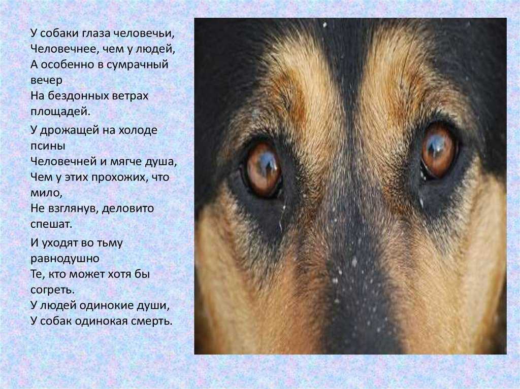 Язык собак: как понять питомца по глазам, жестам, поведению, лаю