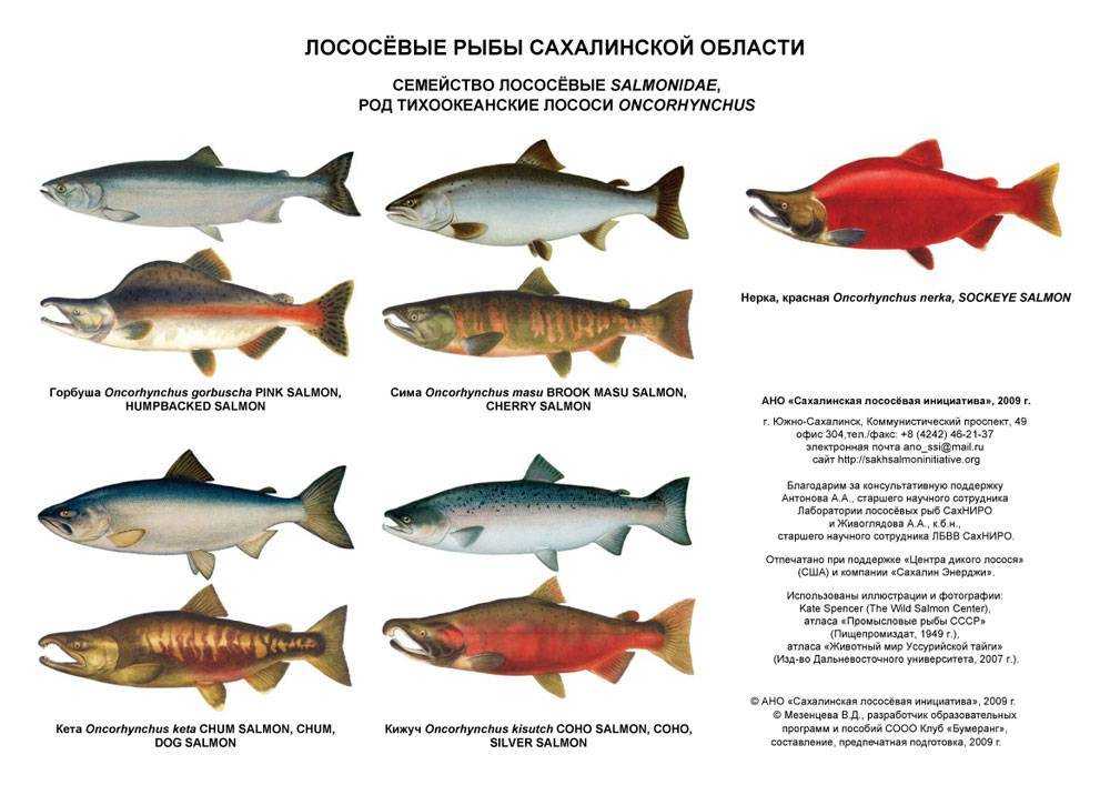 Список северных рыб: характеристика с фото