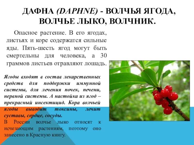 Снежноягодник - описание снежноягодника белого