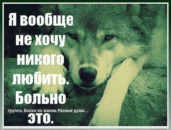 Волк-одиночка: 10 признаков менталитета одинокого волка