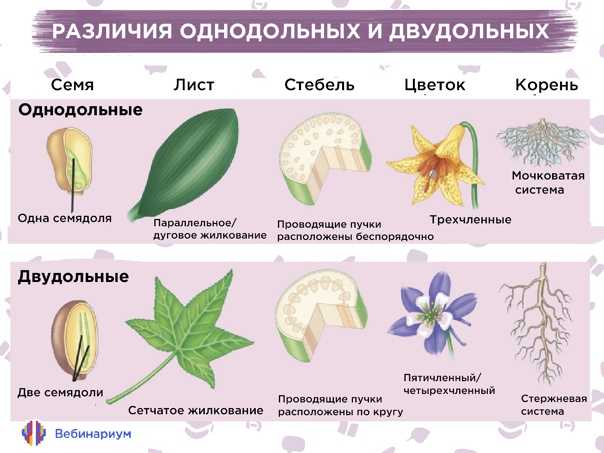 Двудольные: характеристика, классификация и примеры видов - наука - 2023