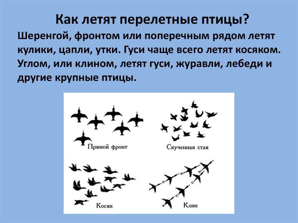 Доклад про аиста, 2 класс. окружающий мир