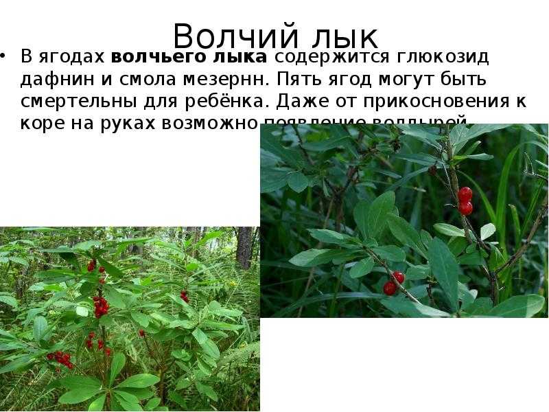 Волчья ягода: как выглядит, что будет, если съесть отравление.ру
волчья ягода: как выглядит, что будет, если съесть