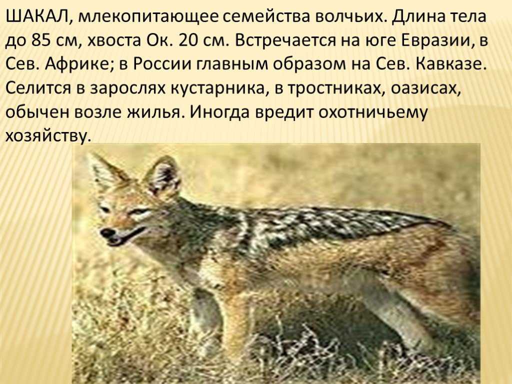 Как защититься от шакала? - места и названия