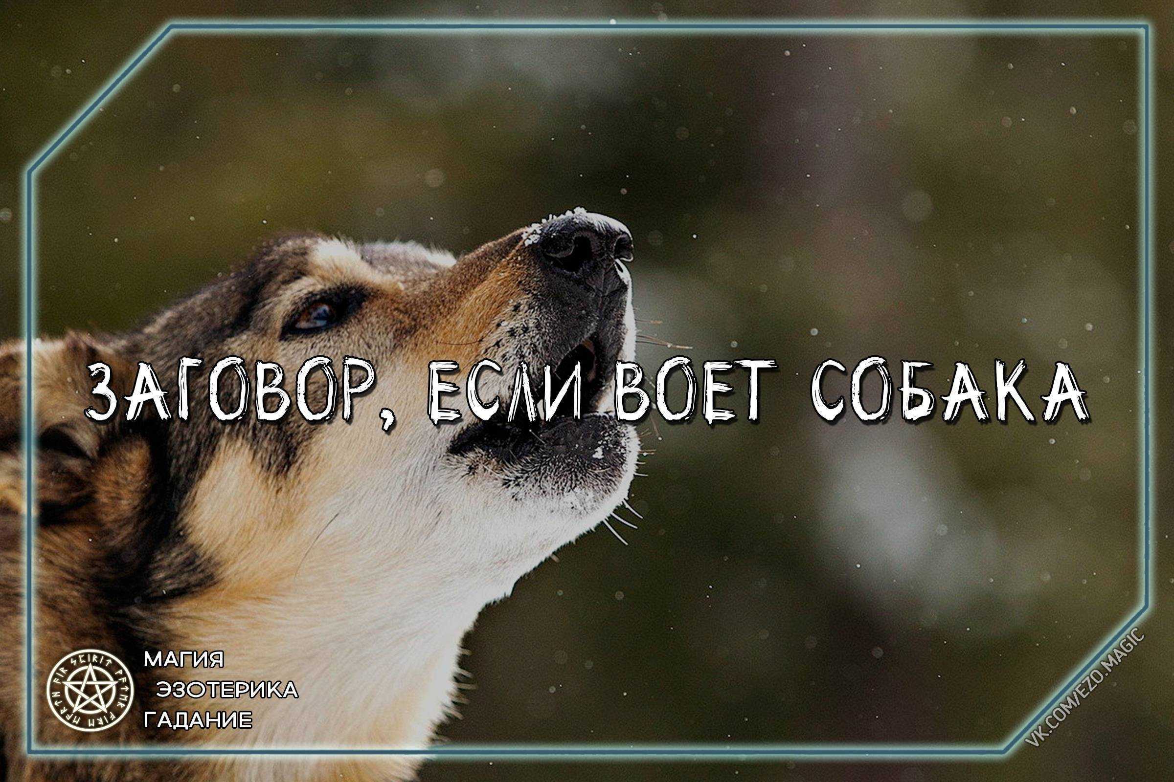 Воет собака причины: по ночам, днём, утром, во дворе, в доме, на цепи, на луну, приметы. как понять хозяину свою собаку. причины воя собаки, собака воет приметы