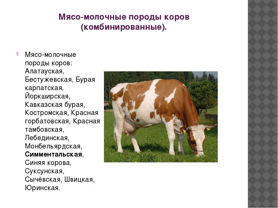 Дойная корова: как выбрать лучшую разновидность высокоудойных животных и как она должна выглядеть, содержание