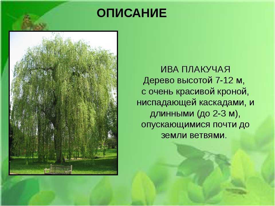 Ива: виды и сорта. посадка, выращивание и уход. фото — ботаничка