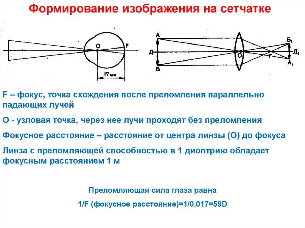 Глаз и зрение человека • 8 класс • физика