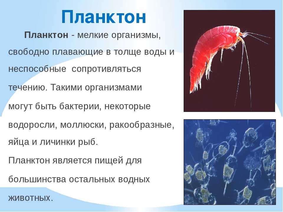 Молодые кормовые рыбы такие как сельдь в основном питаются фитопланктон и по мере взросления они начинают потреблять более крупные организмы