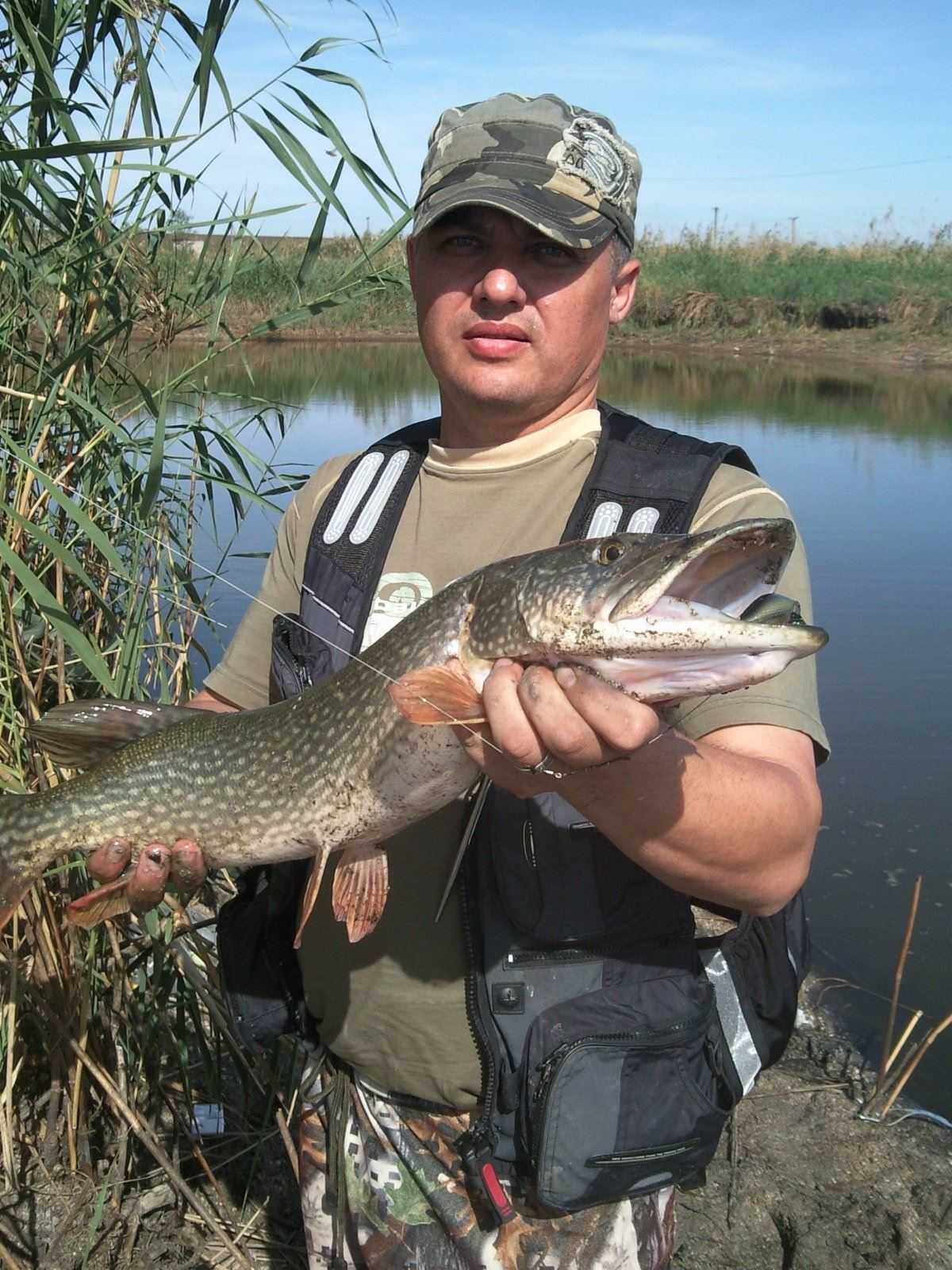 Обитатели водоемов кубани / рыболовная база - данные о прудах и водоемах краснодарского края