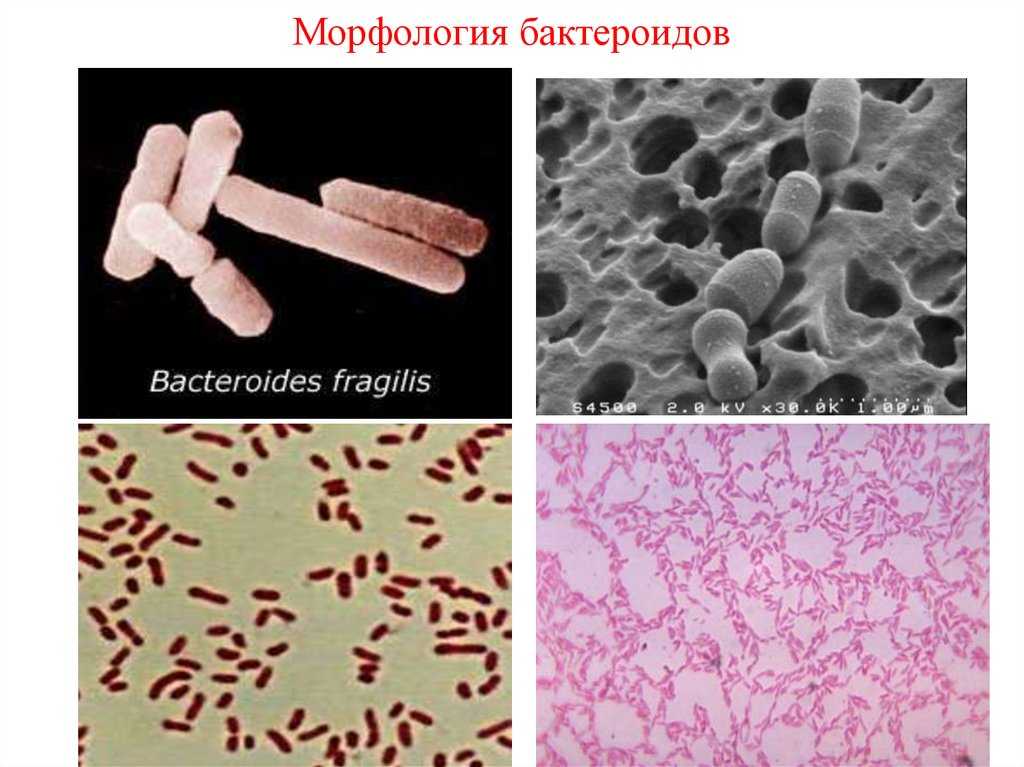 Открыта новая перспектива исследования prevotella species: что обнаружение качественной днк означает