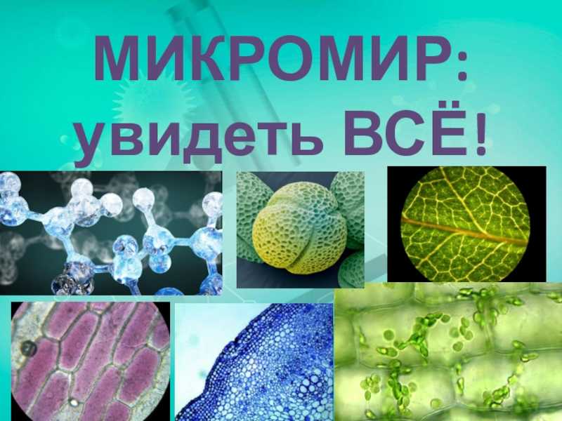 Микромир - огромный микромир - блог вистерра