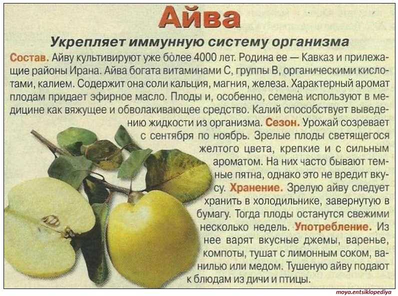 Дозреет ли зеленая айва дома