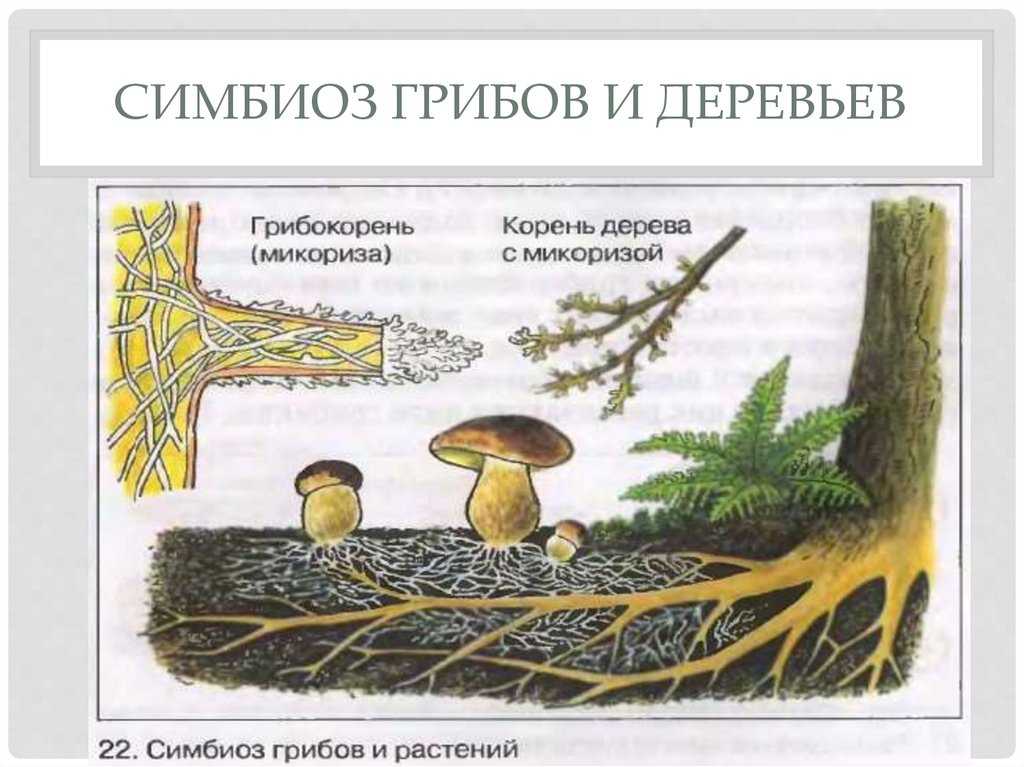Грибы–симбионты – умеющие дружить