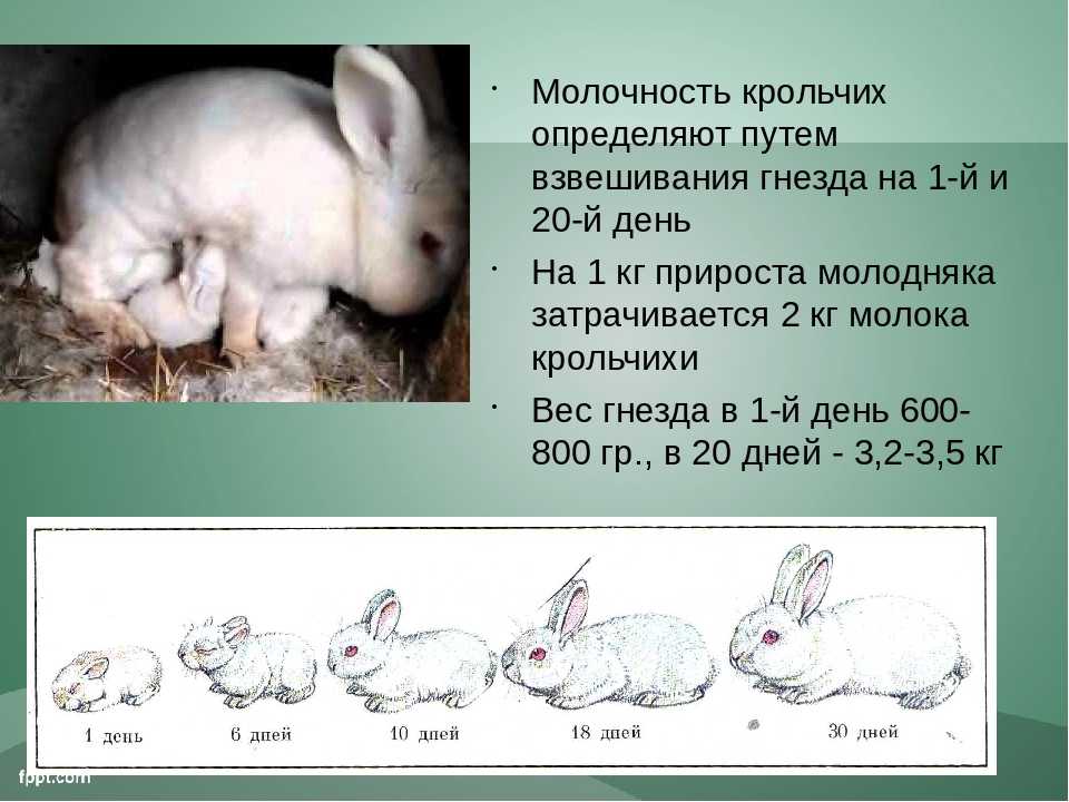Плодовитость этих животных всем известна но постоянные роды истощают организм крольчихи В год одна самка может приносить потомство до восьми раз но нужно ли Вам это при домашнем содержании