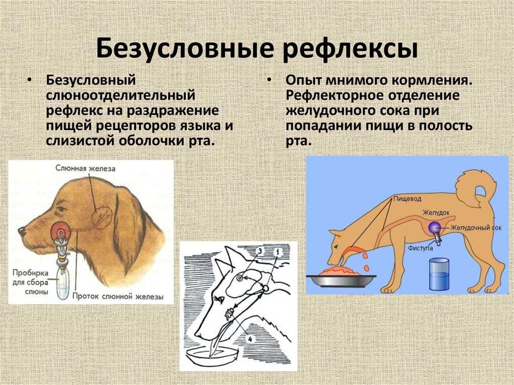 Что такое эксперимент павлова с собакой на условный рефлекс