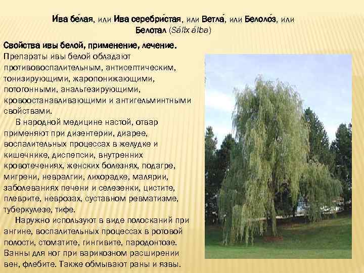Какую иву выбрать при оформлении участка? краткий обзор видов и форм