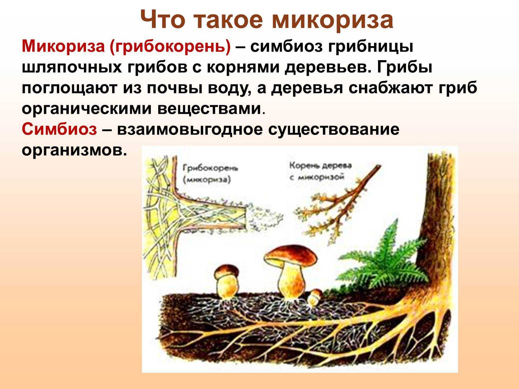 Грибы. общая характеристика и значение | биология