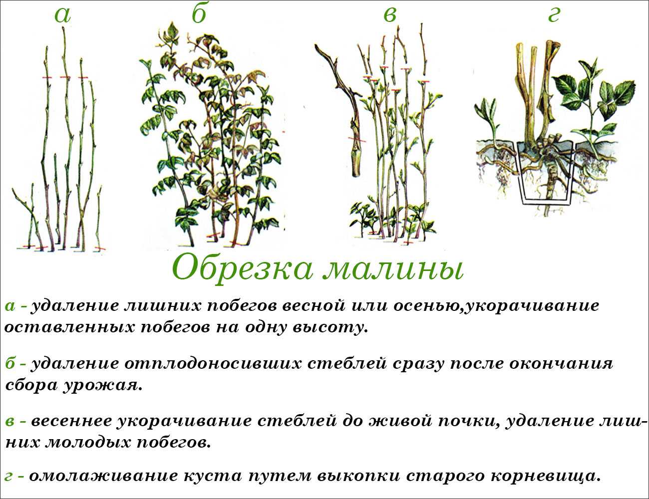 Что можно сделать из подсохших фиников? выбрасывать жалко, а в таком состоянии, как они сейчас, есть уже невкусно.