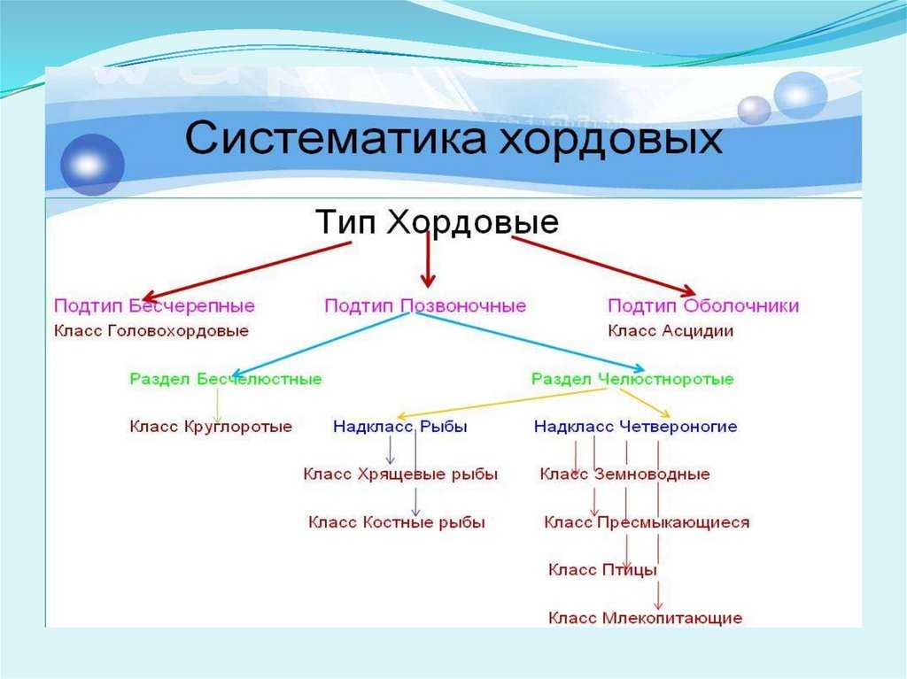 Ланцетник по способу питания является