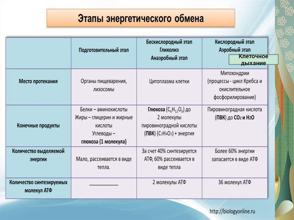 Бшу: энергетический обмен