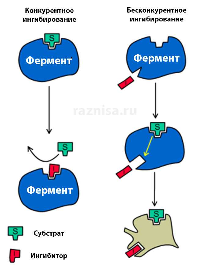 Ферменты печени: почему повышены в анализе крови, индукторы микросомальных ферментов