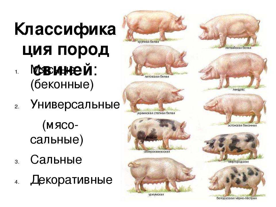 Разница между беконом и ветчиной | сравните разницу между похожими терминами - жизнь - 2024