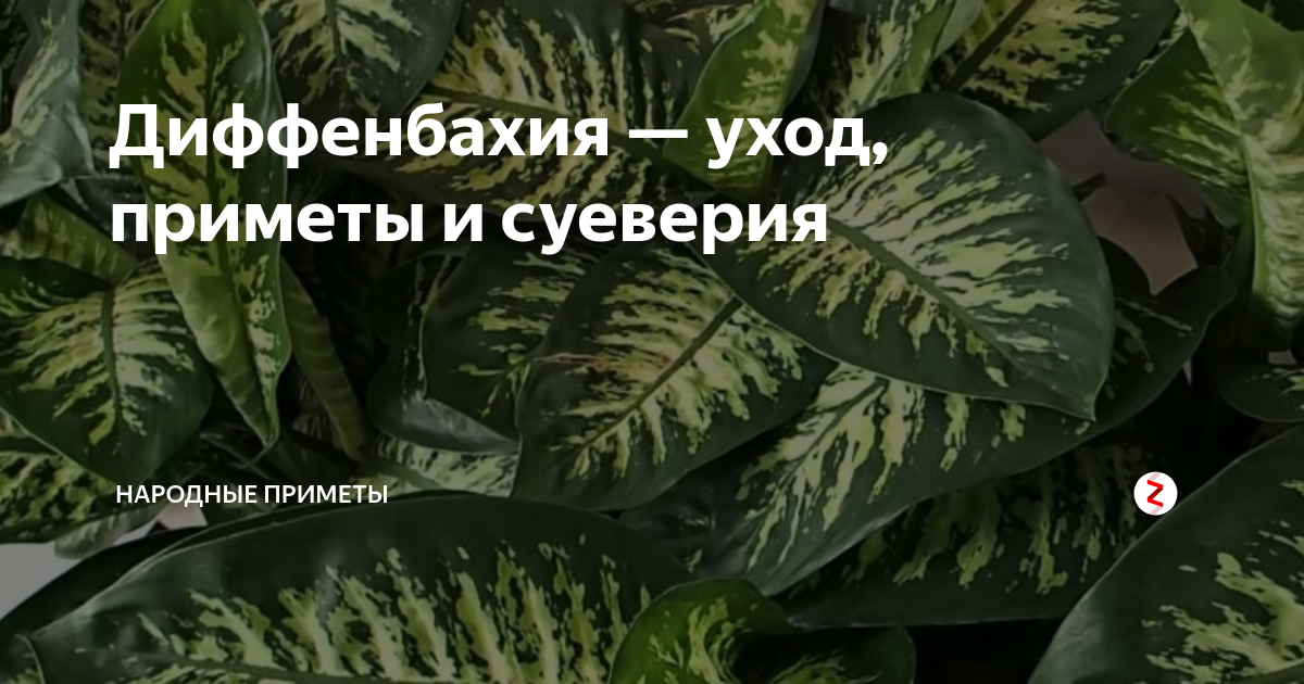 Почему у диффенбахии листья стали вялыми. если у диффенбахии желтеют листья, в чем причина и что делать. диффенбахия: уход в домашних условиях